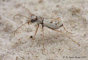 Ellipsoptera lepida